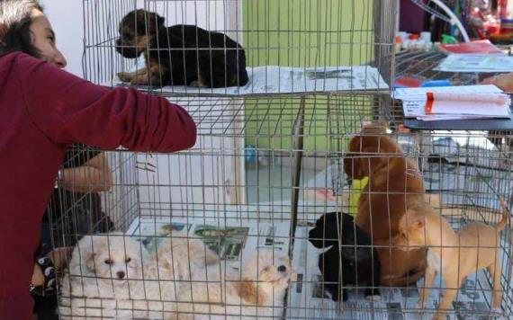 Nuevo León prohibirá la venta de perros y gatos en tiendas a partir de mayo de 2023