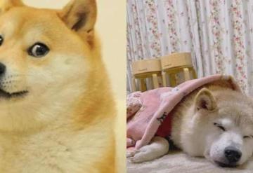 Doge, el lomito famoso en Internet, está grave: ¿cuál es su enfermedad?