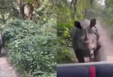 ¡De terror! Rinoceronte persigue a turistas en un safari de la India