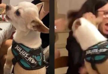 ¡Qué agresivo! Perro chihuahua salta a mesa y arruina cena familiar