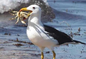 Isla planea sacrificar a decenas de roedores y gatos para salvar huevos de albatros