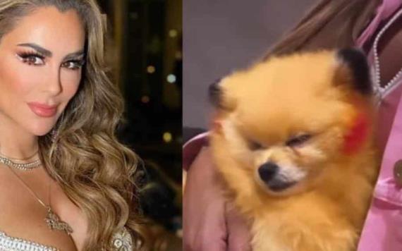 Ninel Conde presume perrito pintado como Pikachu y la critican por maltrato