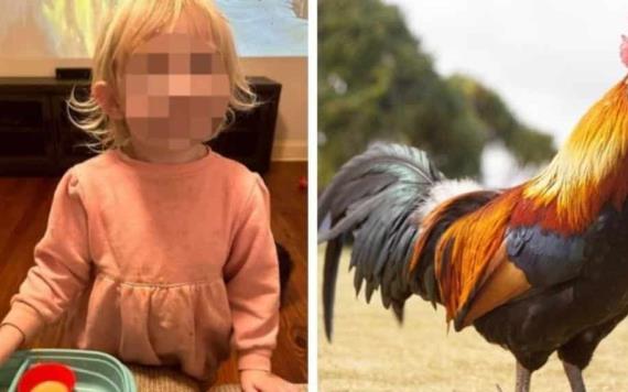 Un gallo de mascota ataca a una pequeña y su mamá lo hace nuggets como venganza