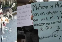 Perrito muere baleado tras defender a su dueña en Veracruz