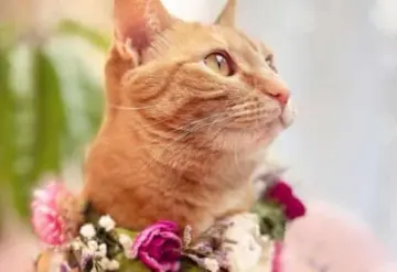 Dueña revela que su gatita influencer ganó casi un millón de pesos en 2022 gracias a sus redes sociales