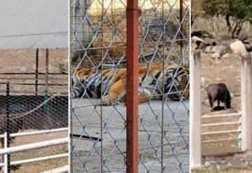 FGR asegura un tigre de bengala, búfalos y avestruces en Jalisco