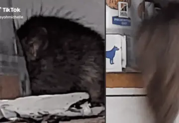 Video: mujer intentó hacer amistad con una rata y saltó sobre ella