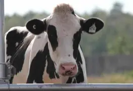 Holanda registra caso de vaca loca en una granja