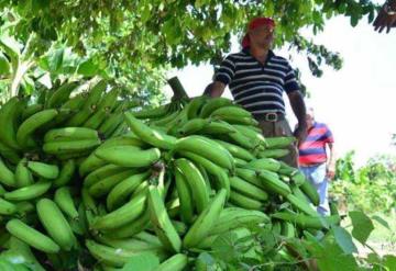 Sector platanero en riesgo por d&eacute;ficit en la producci&oacute;n