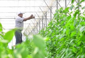 Casi el 90% de productores son mayores de 40 años