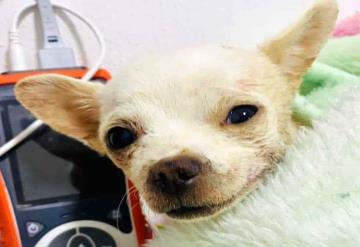 Conoce a Pincky, el perrito chihuahua que defendió su casa y fue atacado por un ladrón