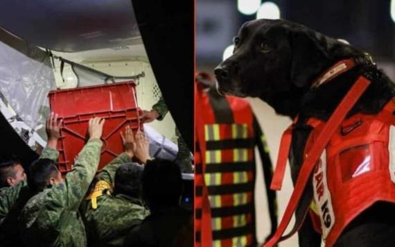 Perros de rescate de México se desplazan a Turquía en busca de víctimas del terremoto