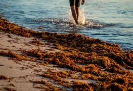 Se estima que este año llegará menor cantidad de sargazo a Yucatán