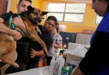 Veterinarios atienden a gatos y perros víctimas de los incendios forestales en Chile