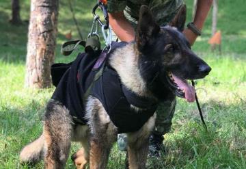 Revelan de qué murió Proteo, el perrito rescatista que viajó a Turquía