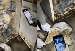 Mujer mataba perros y gatos como sacrificio al diablo para prolongar su vida