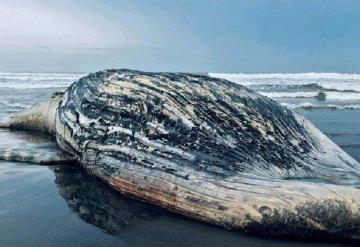 Encuentran muerta una ballena jorobada en playa de Guatemala