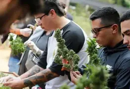 "Tour cannábico" en Paraguay ha reavivado la esperanza a pequeños productores