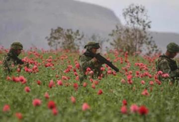 Ejército y GN aseguran mega plantío de amapola; el más grande en lo que va del año