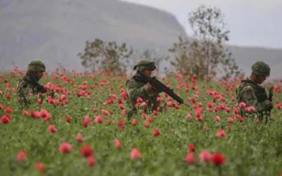 Ejército y GN aseguran mega plantío de amapola; el más grande en lo que va del año