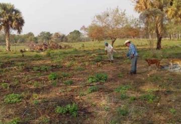 Sequía azotará al campo, afectará al ganado en Jonuta