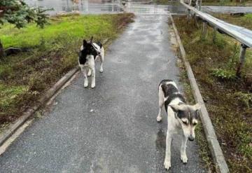 Perros callejeros de Chernóbil son genéticamente diferentes