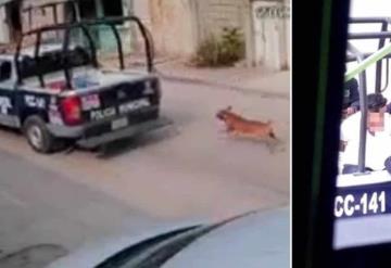 Policías de Chiapas maltratan a perrito; taxista los graba y es detenido