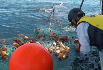 Tras ocho días, liberan ballena enmallada en La Paz, BCS