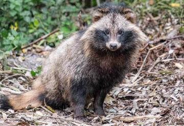 Así es el perro mapache, nuevo "sospechoso" en el origen del coronavirus en China