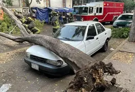 &iquest;Qui&eacute;n es responsable si un &aacute;rbol cae sobre mi auto?