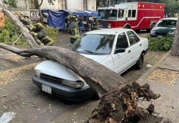 ¿Quién es responsable si un árbol cae sobre mi auto?