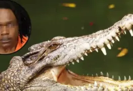 Hallan niño en el cuerpo de un caimán; su padre lo había asesinado