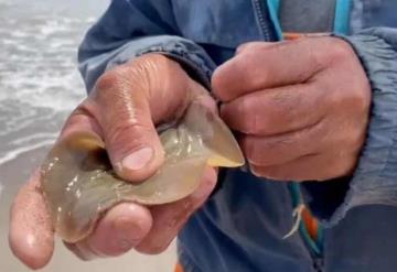 Mutilan a cientos de rayas en Sonora para proteger turistas