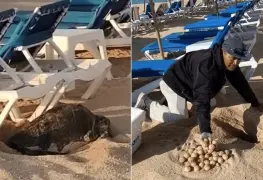 VIDEO: Camastros impiden a tortuga desovar en Los Cabos
