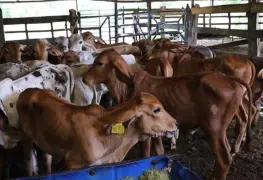 Ganaderos de Tabasco movilizan más de 120 mil reses por sequía