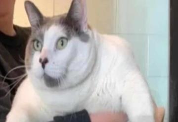 Patches, el gatito más gordo del mundo, por fin fue adoptado; pesa más de 18 kilos