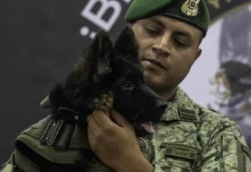 Sedena presenta oficialmente a Arkadas, el nuevo perro rescatista donado por Turquía