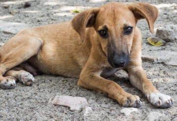 En Pachuca mueren envenenados 30 perritos en una noche