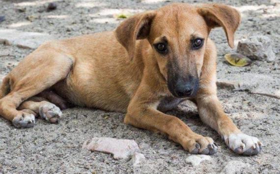 En Pachuca mueren envenenados 30 perritos en una noche