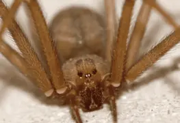 Araña violinista pica a niño en Reynosa; hospital pedía 30 mil pesos por antídoto