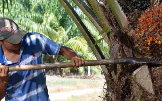 La agricultura es el sector con mayor probabilidad de desarrollo en la entidad