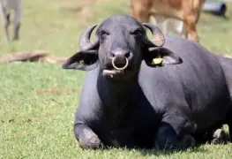 Producción de leche de búfala es un reto para Tabasco