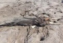 Muere delfín a orilla de una playa en Paraíso