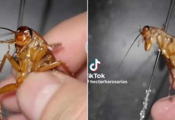 VIDEO: Por bañar a cucaracha mexicano se hace viral en TikTok; acusan maltrato animal