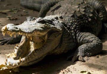 Capturan cocodrilo de tres metros cerca del río Bravo, en Tamaulipas