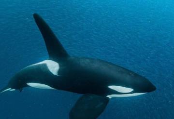 Gladys la orca que enseña a otras ballenas a vengarse de los humanos