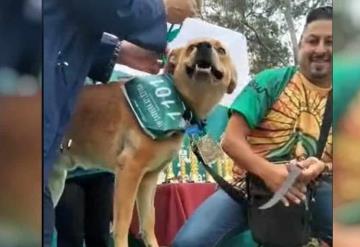 El Chicles el perrito que gano un maratón de 5 kilómetros, se viralizó en TikTok