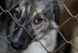 Agenda: Hay de animales... a animales