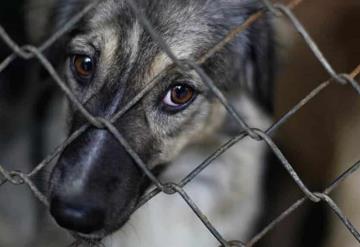 Agenda: Hay de animales... a animales