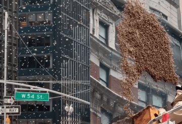 Video: enjambre de abejas invaden Times Square